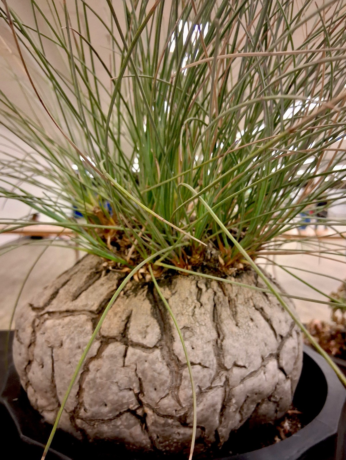 Calibanus hookeri — The Living Boulder: A Rare Sculptural Statement Succulent