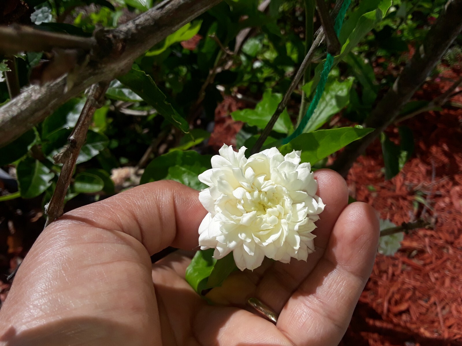 Grand Duke of Tuscany Jasmine Fresh Live 5 Unrooted Cuttings