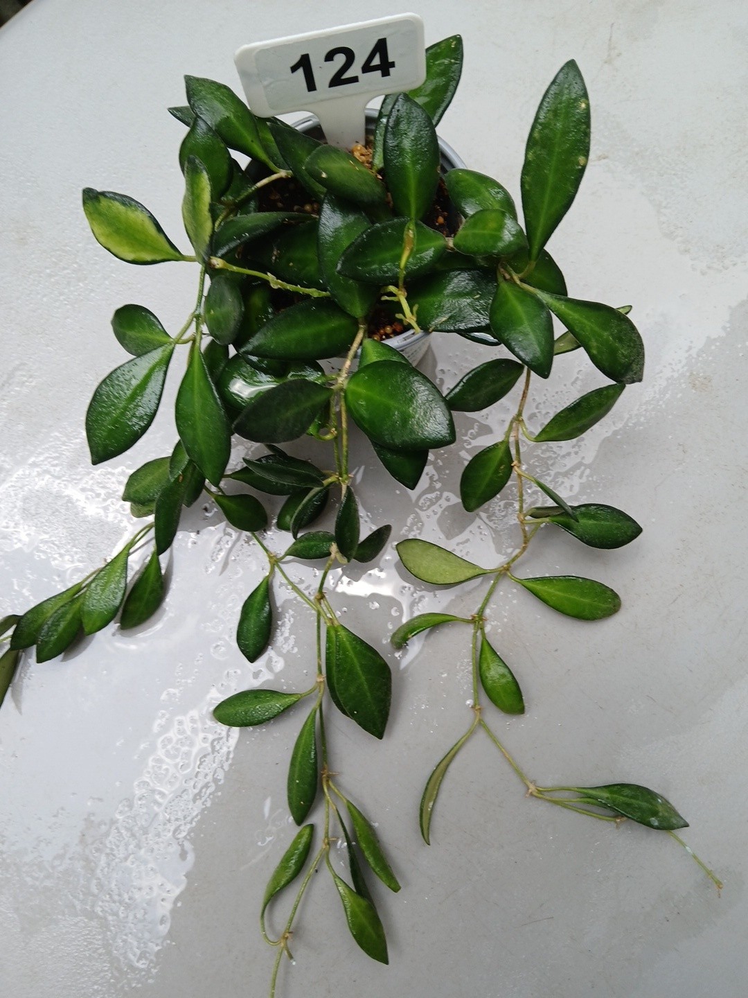 #124- HOYA BURTONIAE VARIEGATED LIVE PLANTS, FULL POT PLANTS,