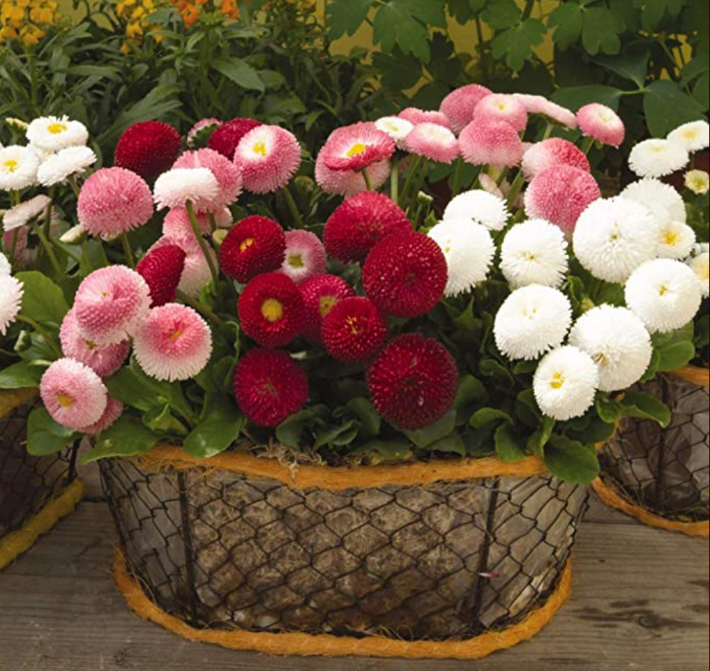 100 Seeds| English Daisy Double Mix Seeds #N001