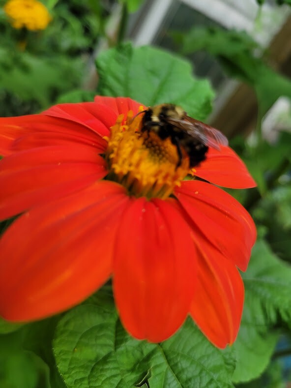 MEXICAN SUNFLOWER Seeds Bees Butterflies Hummingbirds LOVE THEM! Pollinators