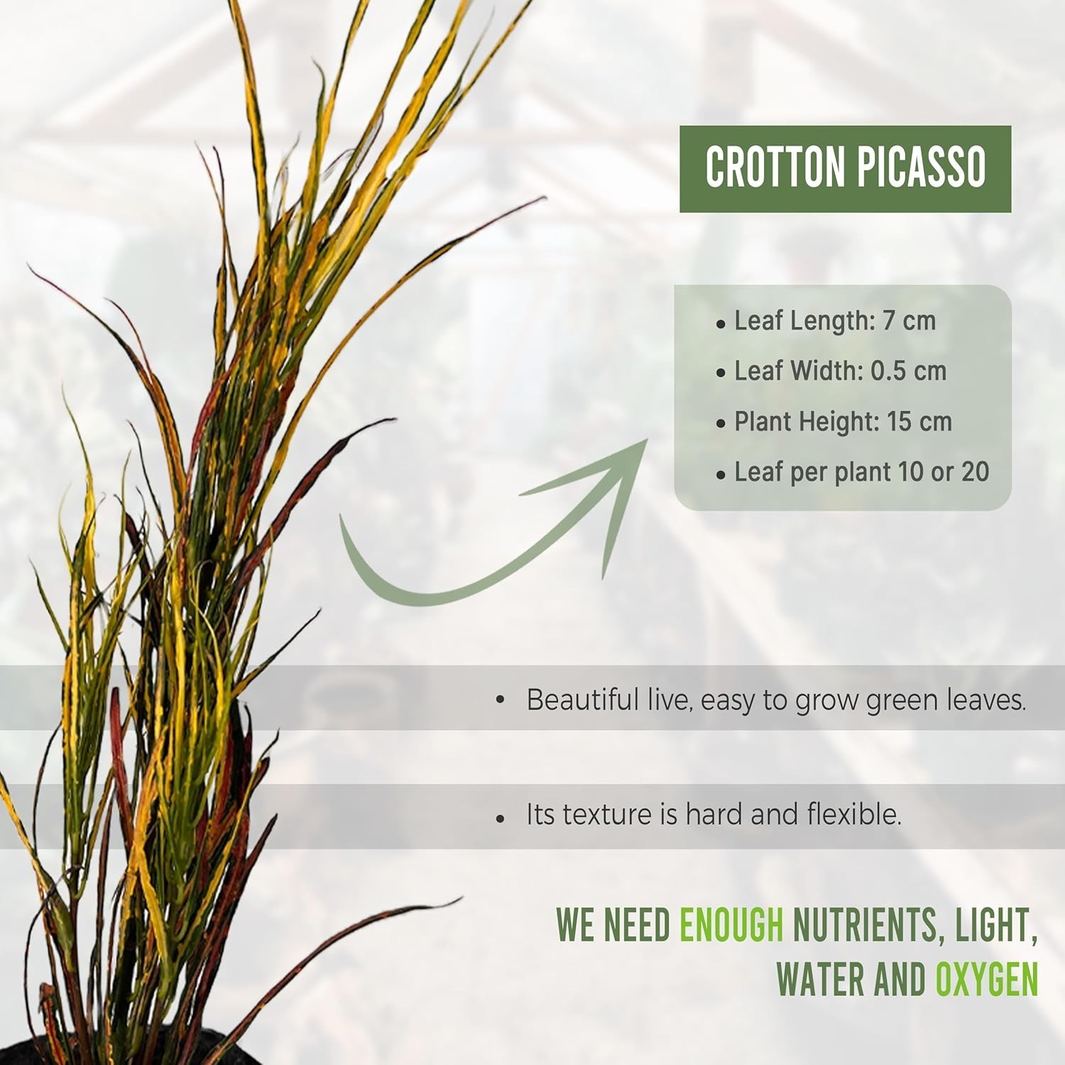 Crotton Picasso (2pack) by LEAL PLANTS ECUADOR-Picasso Paintbrush Natural plant