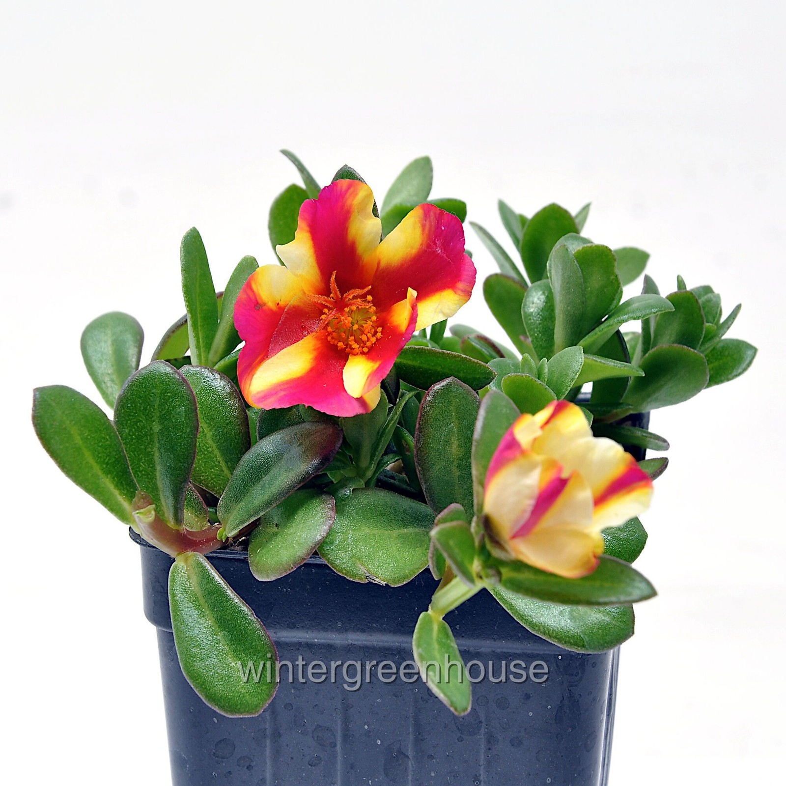 Portulaca oleracea, Moss Rose, Seaglass Watermelon Punch