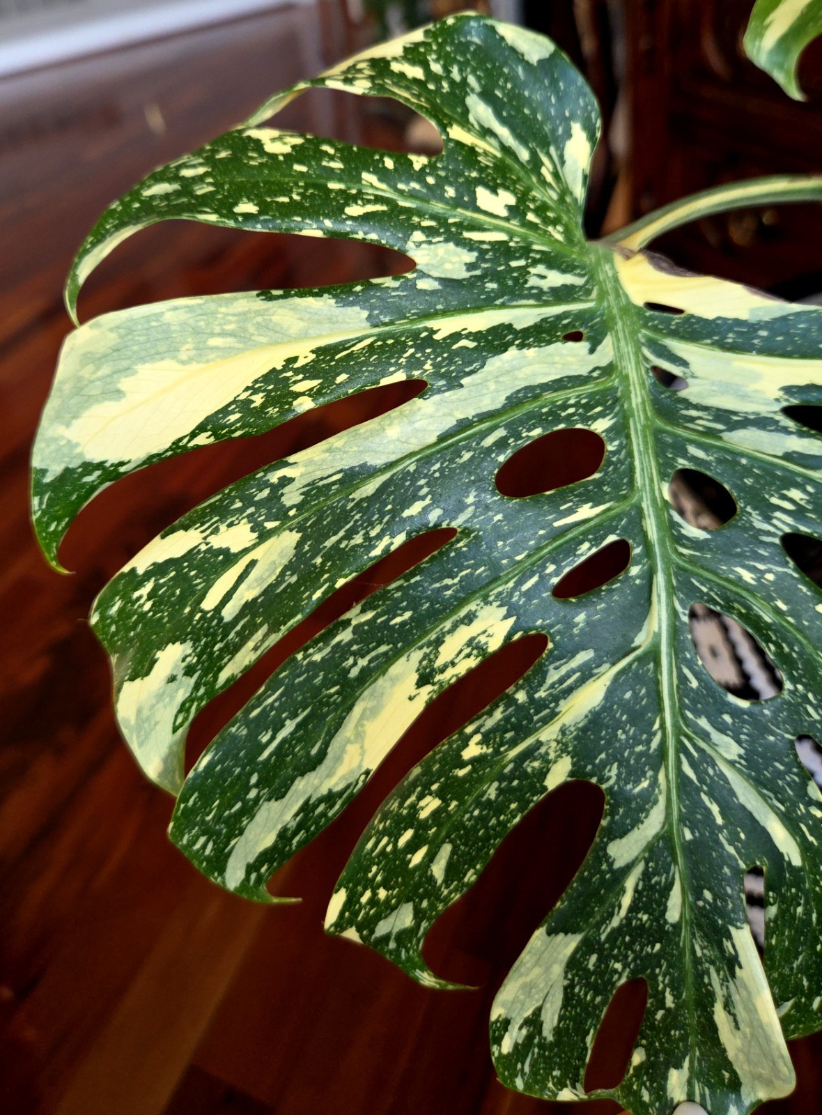 Rare XXL Monstera Thai Creme Brulee 30″ Tall Aroid Not Philodendron Anthurium