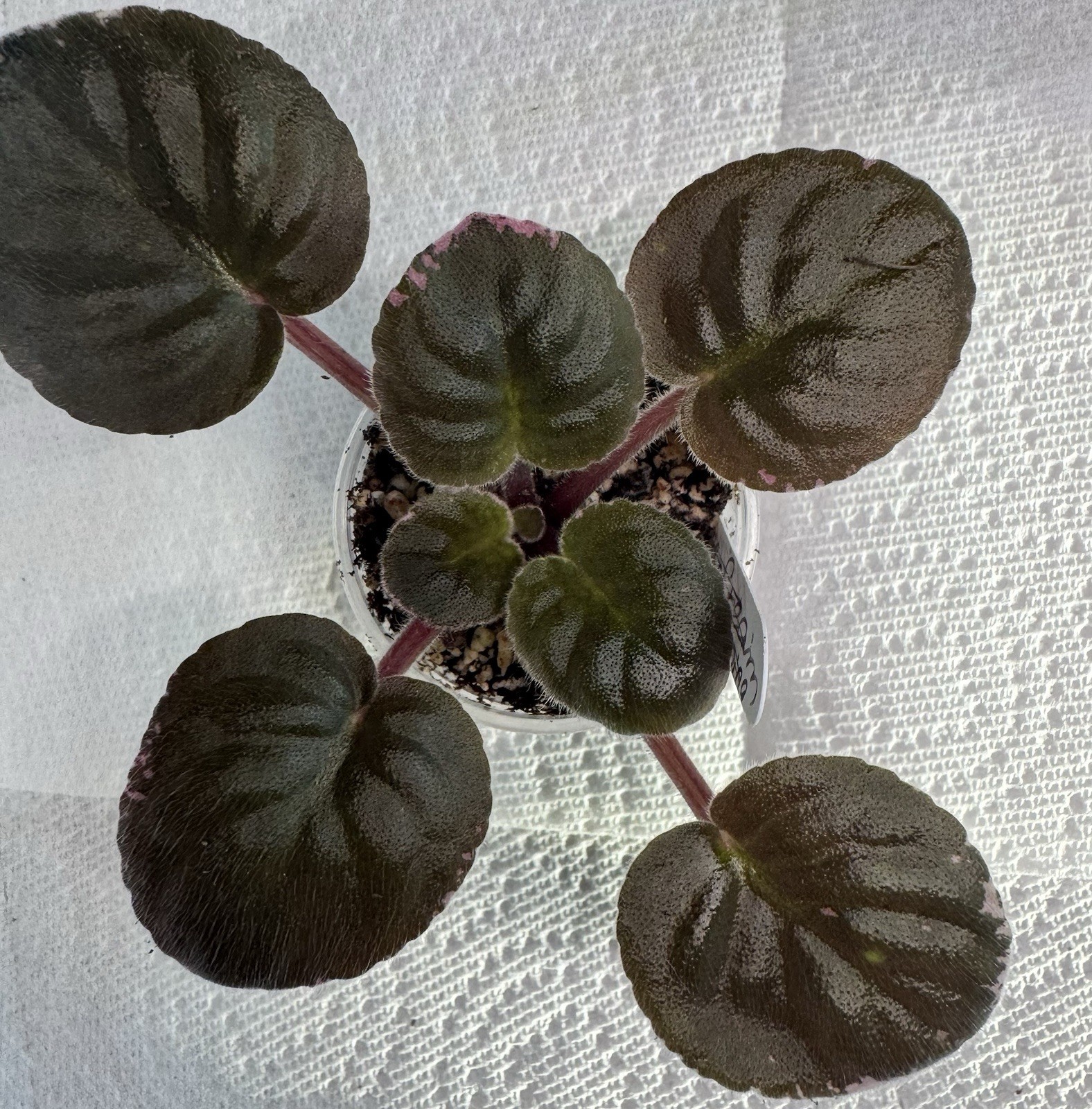 African Violet Plant Rivermist Galaxy Starter