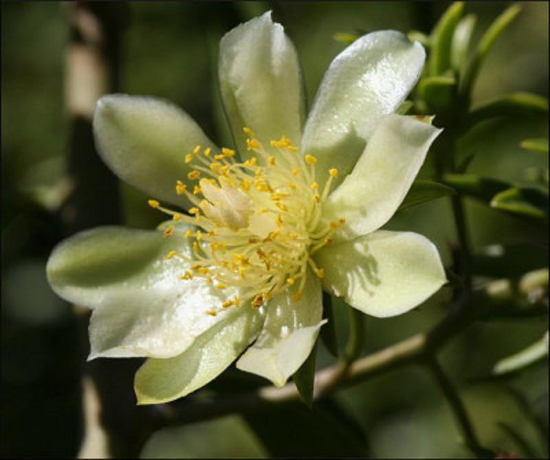 Pereskia aculeata @ SEED Barbados gooseberry rare rose cactus leaf cacti 5 SEEDS