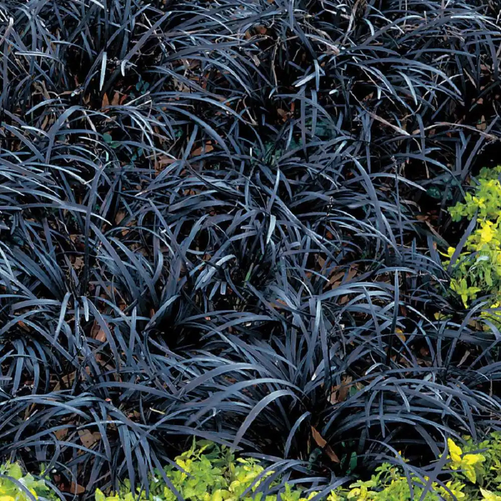 1 Gal. Black Mondo Grass – Striking Dark Color Contrasts Beautifully Against And