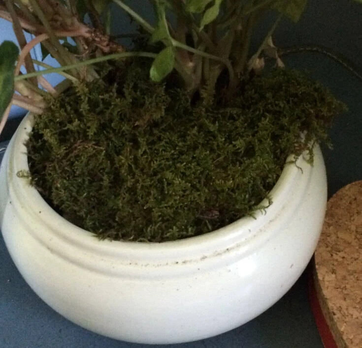 Moss Sheet Feather Fresh Live Organic NOT Preserved Terrarium Vivarium Quart Bag