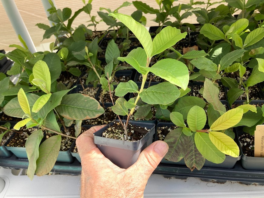 Peruvian White Guava Tree – Psidium Guajava – White Guava Plant