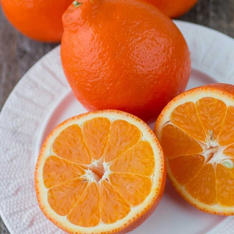 2X Sunkist Orange Cuttings/ 🍊 Grow Your Own ORANGE TREE w/ scion