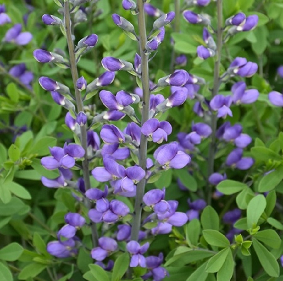 Blue False Indigo Live Plant – 12-16″ Tall – No Pot – Hardy Flower – Zones 3-9