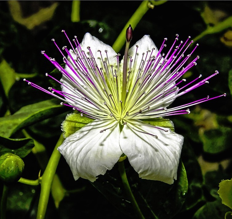 Caper Bush (Capparis Spinosa) Fresh Seeds