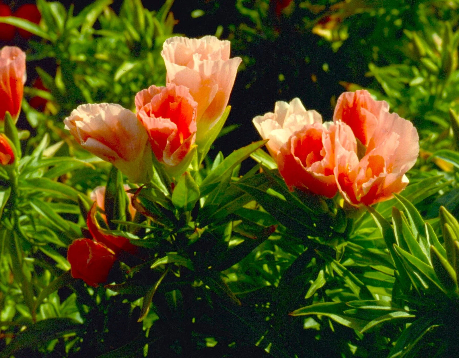 Orange Glory Godetia Seeds – For 2025 Planting Clarkia Azalea Double Flowering