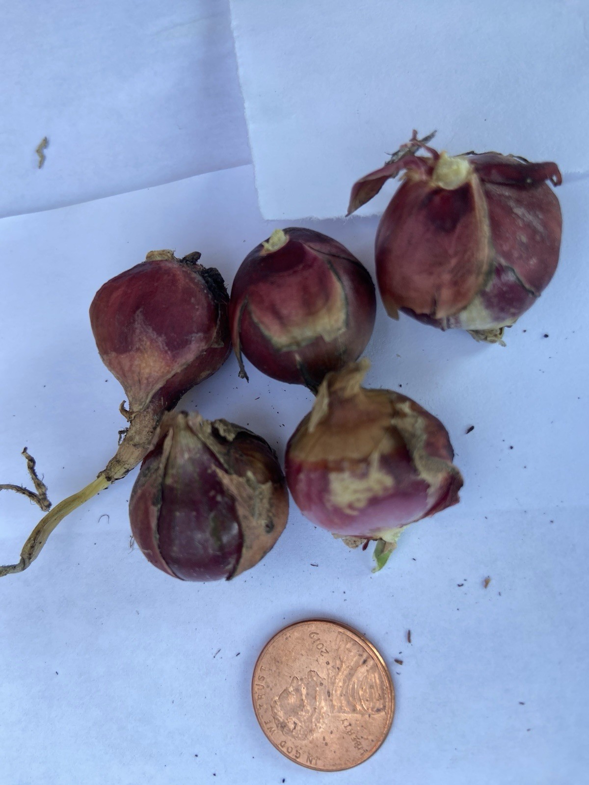 Egyptian Walking Onions Bulbs 5 Jumbo Size Lot Organic Heirloom 2026 Harvest