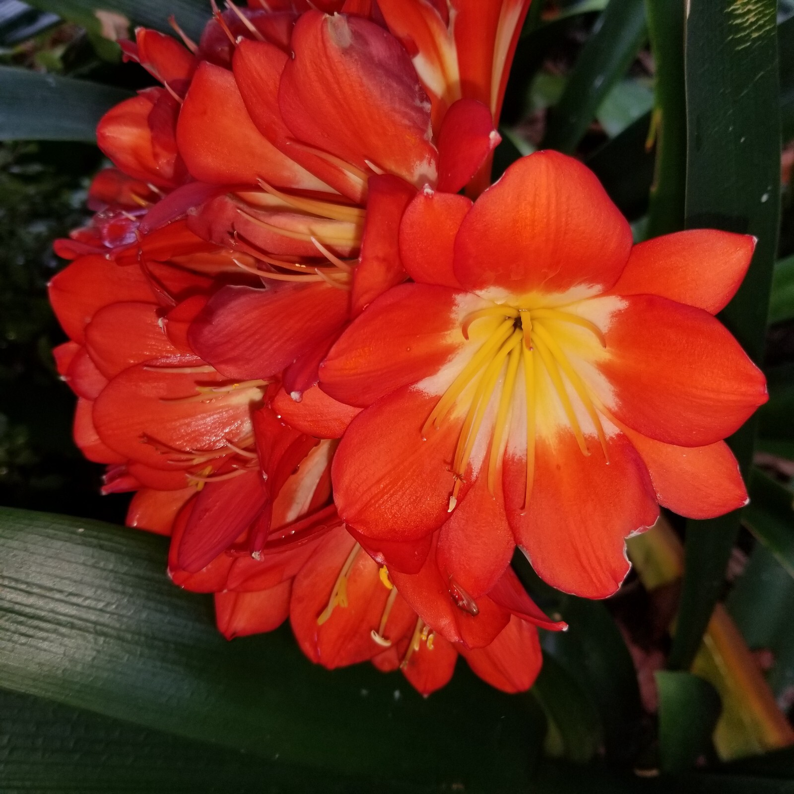 6 Mixed Clivia 3 leaf seedlings
