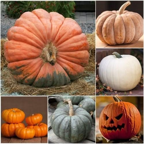 Spooky Mixture Pumpkin Seeds For Planting (Cucurbita pepo / maxima)
