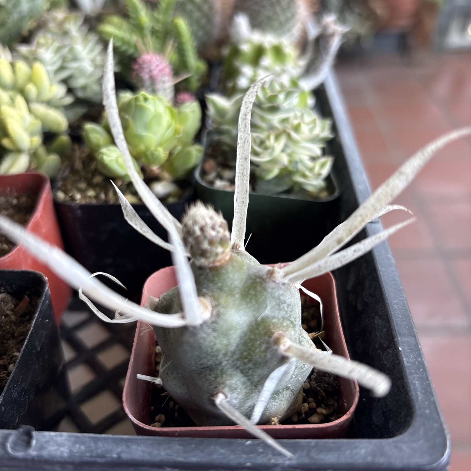 Tephrocactus articulatus v. papyracanthus Paper Spine Cactus