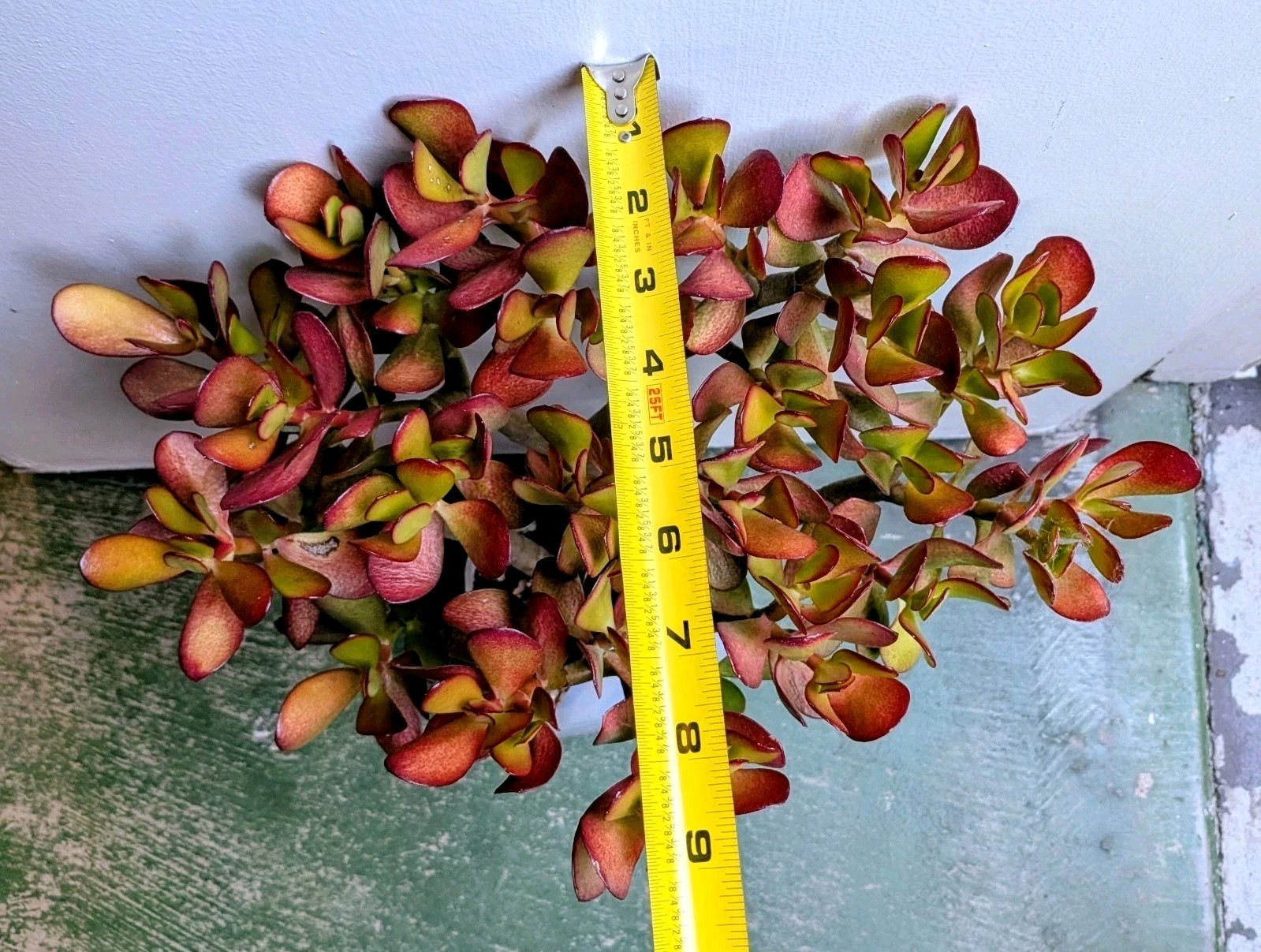Semi-Stressed Crassula Ovata 3 Yrs-Old Jade Plant Stump @Door Pick Up *Zip 94538