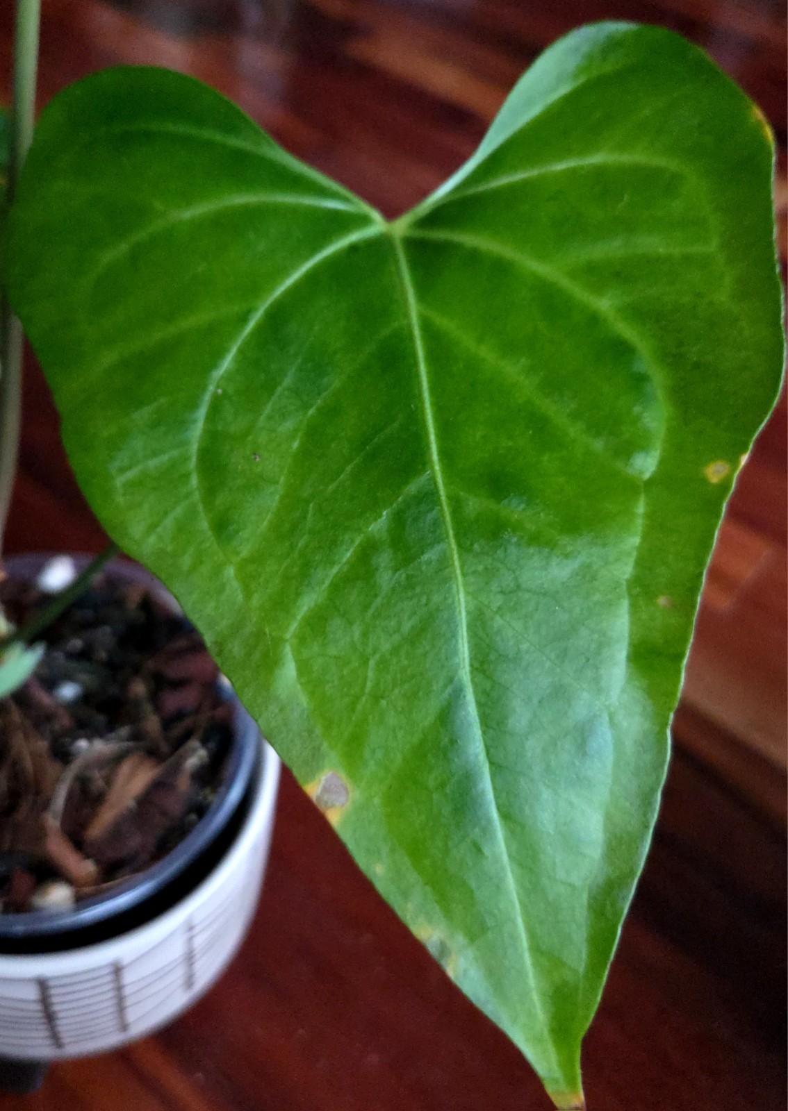 Rare XL Anthurium Pedatoradiatum X Clarinervium 24″ Tall Not Philodendron