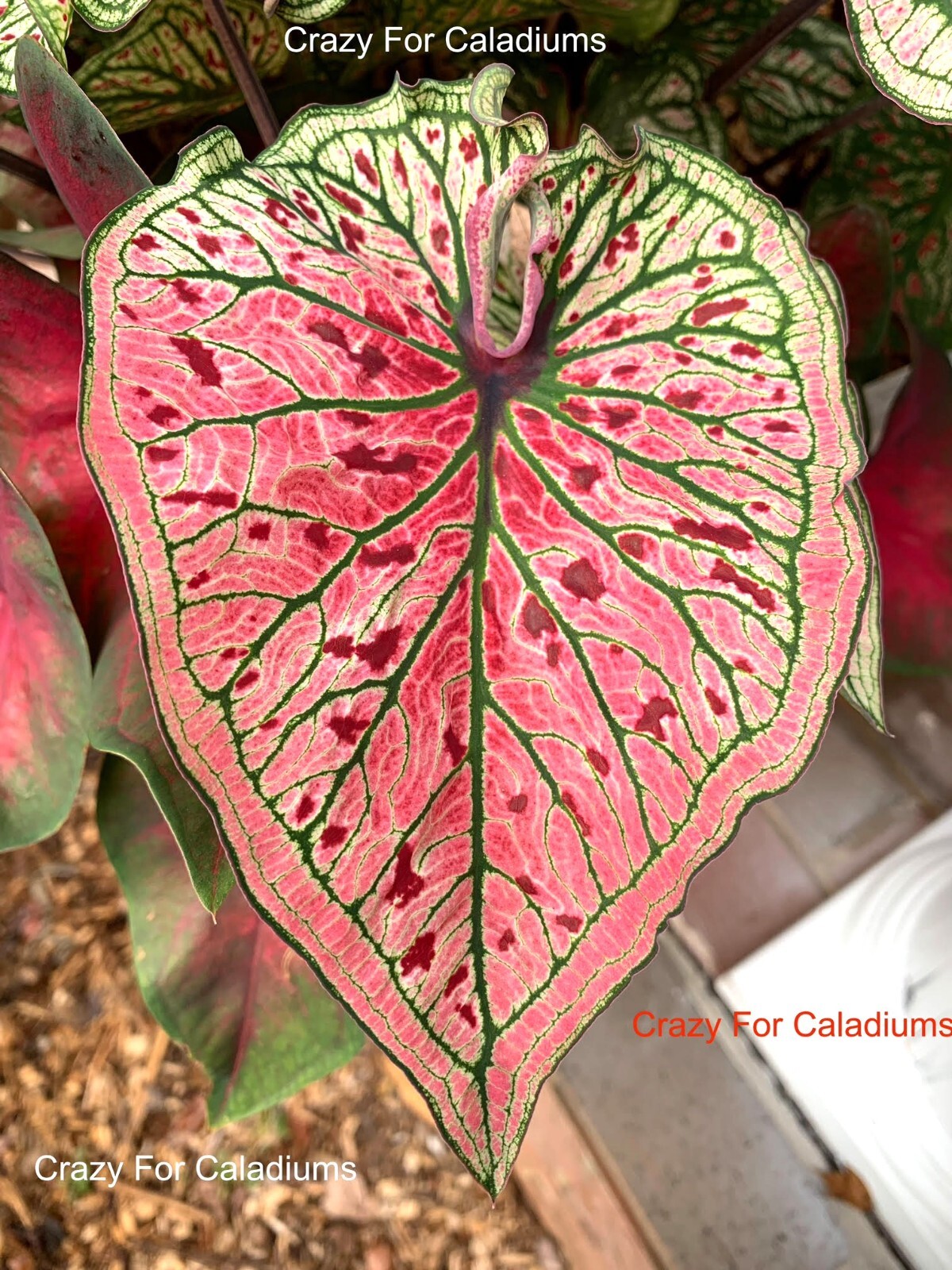 Caladium ‘Spicy Lizard’ Size #2 (2 BULBS)( (You get 2 bulbs)
