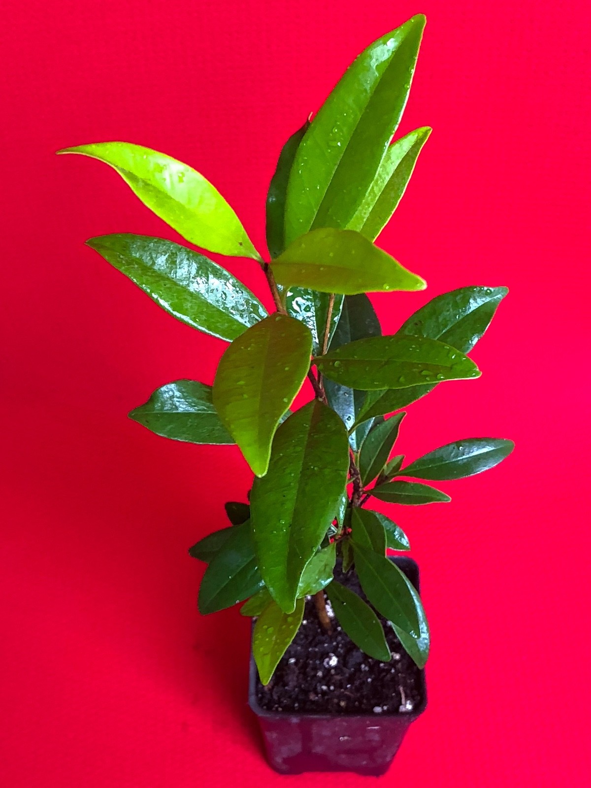 Eugenia Luschnathiana PITOMBA Potted PLANT Fruit Starter Pot Tree 5″-10″