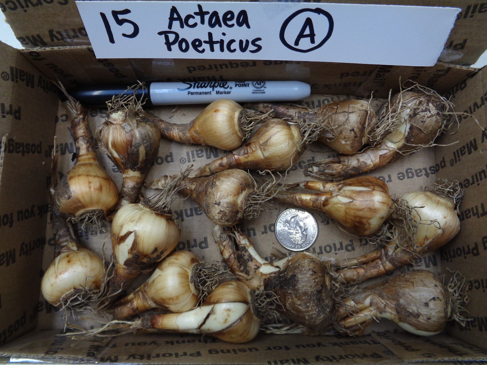15 DAFFODIL BULBS ACTAEA ( POETICUS ) Narcissus Jonquils FromMyGarden*PlsREAD