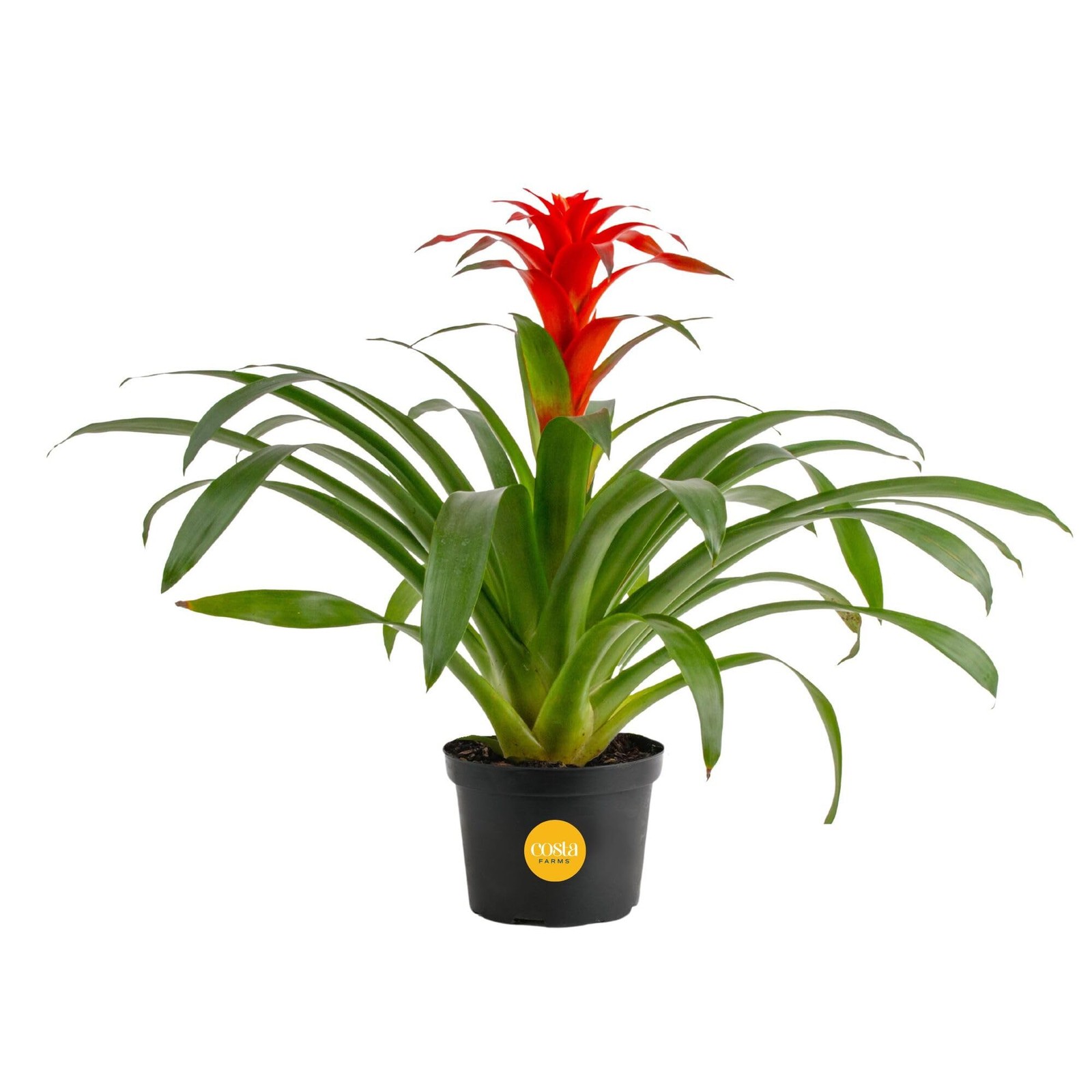 Costa Farms Bromeliad Flowers 20-Inches Indoor Houseplant In Garden Flower Pot
