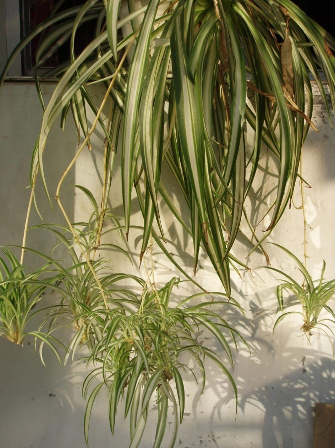 Variegated Spider Live Plant – 4-7″ Tall – Chlorophytum Decoration Houseplant