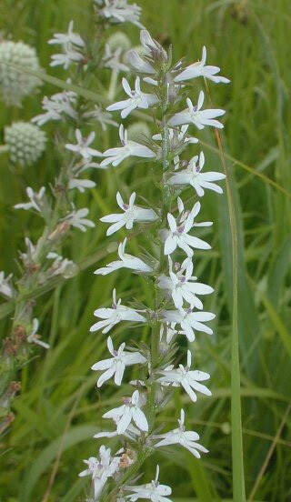 Lobelia spicata | Palespiked-Lobelia | 100_Seeds