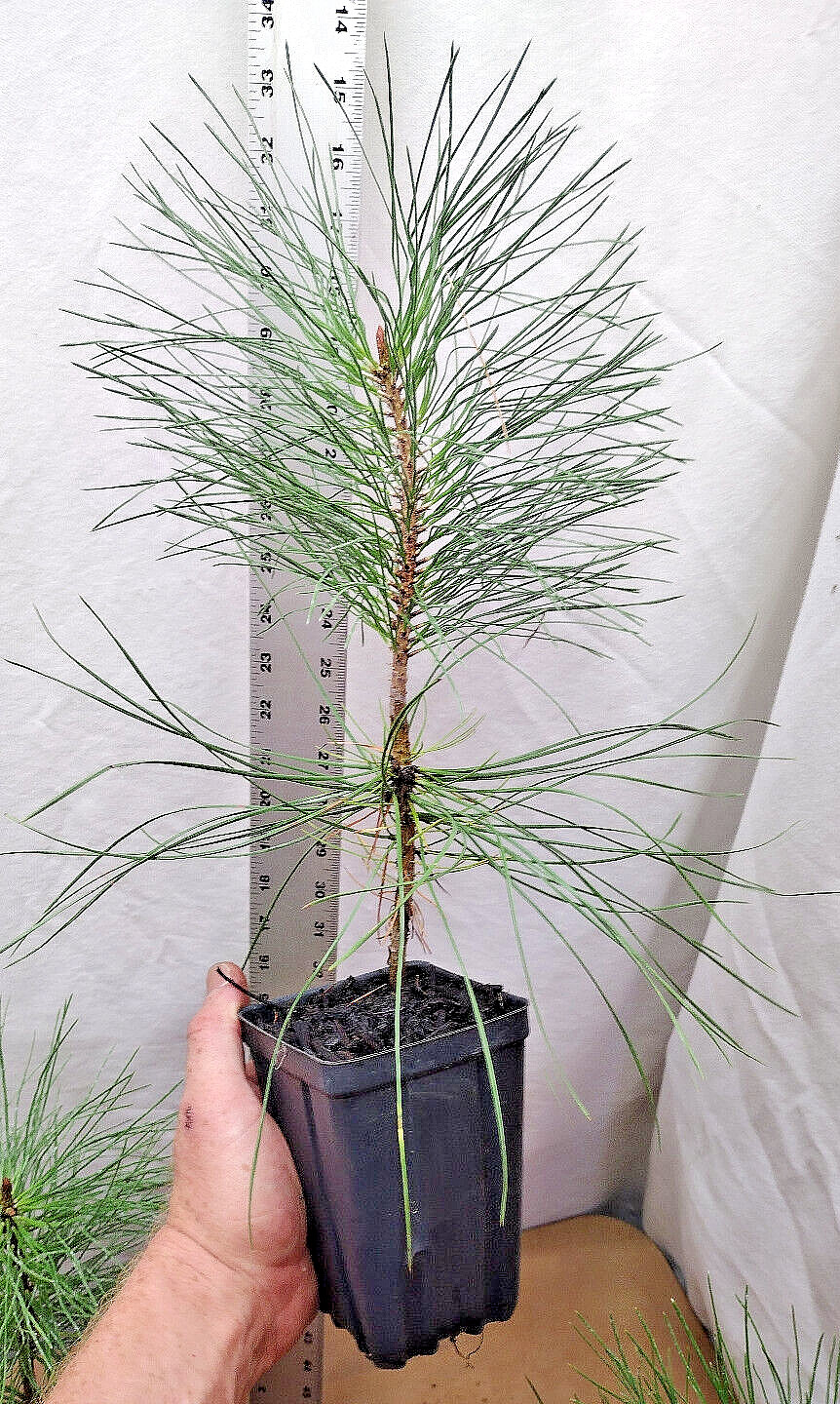 Ponderosa Pine Native Christmas Tree in small nursery pot. Pinus.