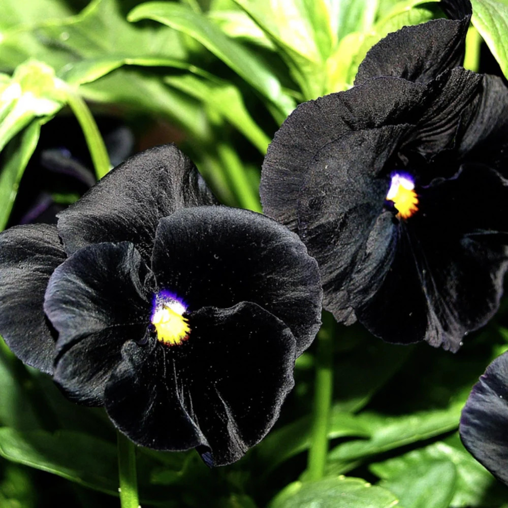 Black Pansy Seeds For Planting “Clear Crystals” (Viola x wittrockiana)
