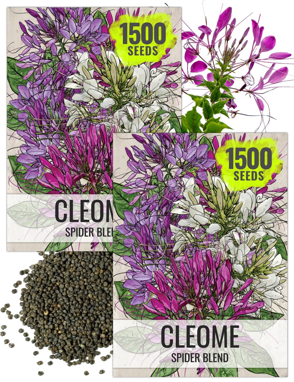 Cleome Seeds for Planting – Heirloom Wildflower Seeds for Butterfly Gardens (2