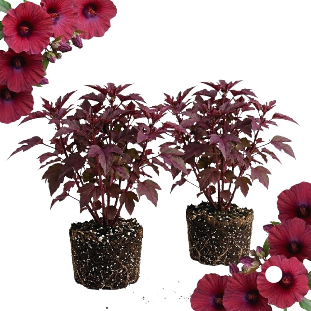 2 Live Oleander Plants, Pink Oleander Plants from 4 to 7 Inches Long