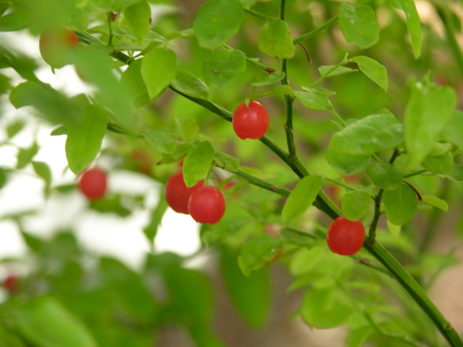 Red Huckleberry, Vaccinium Parvifolium, Shrub Seeds