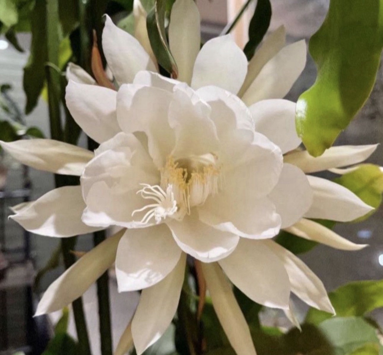 10 +2 Mystery Color NOID Epiphyllum Orchid Cactus Cuttings, 7-10in. Long