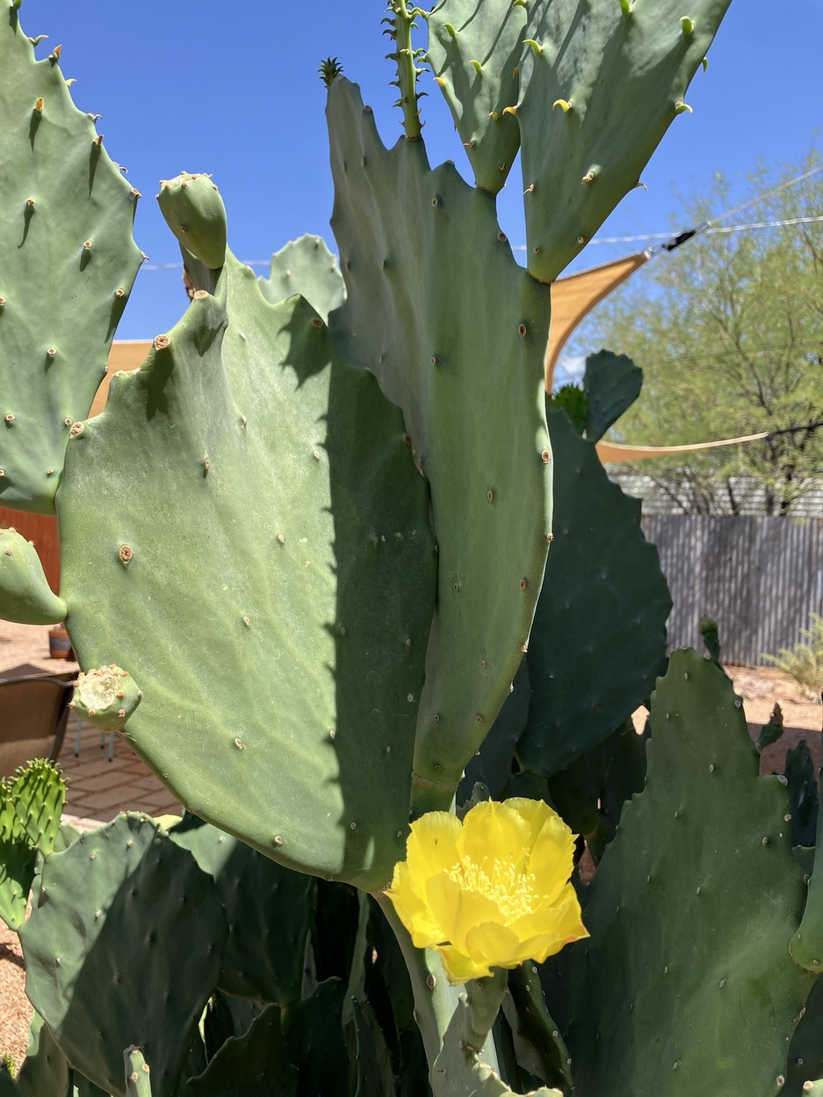 Opuntia Gomei Cactus Pads MEDIUM 5-9″ – Prickly Pear, Old Mexico, Nopal