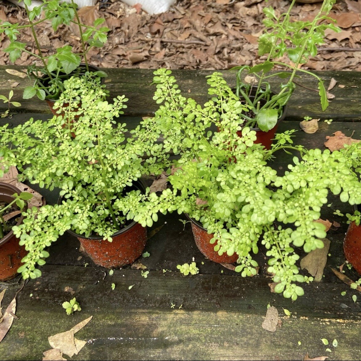 Pilea Microphylla Artillery Fern Rock Weed Live Plant UNROOTED CUTTING