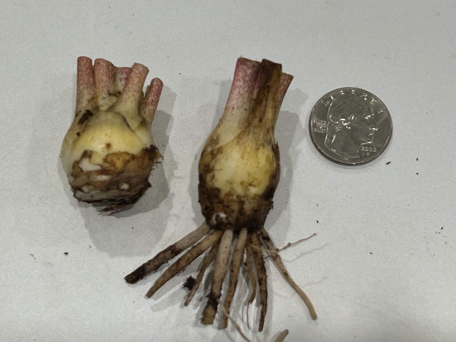 LOVE Double Polianthes Tuberose Bulbs – US Seller