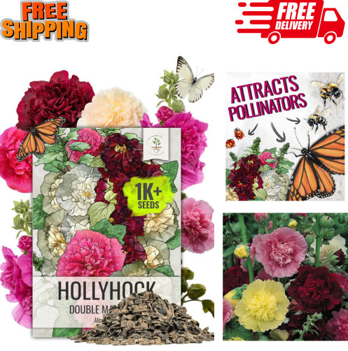 Seed Needs Hollyhock Seeds Double Majorette Blend | 1,000+ Heirloom Seeds Alc…