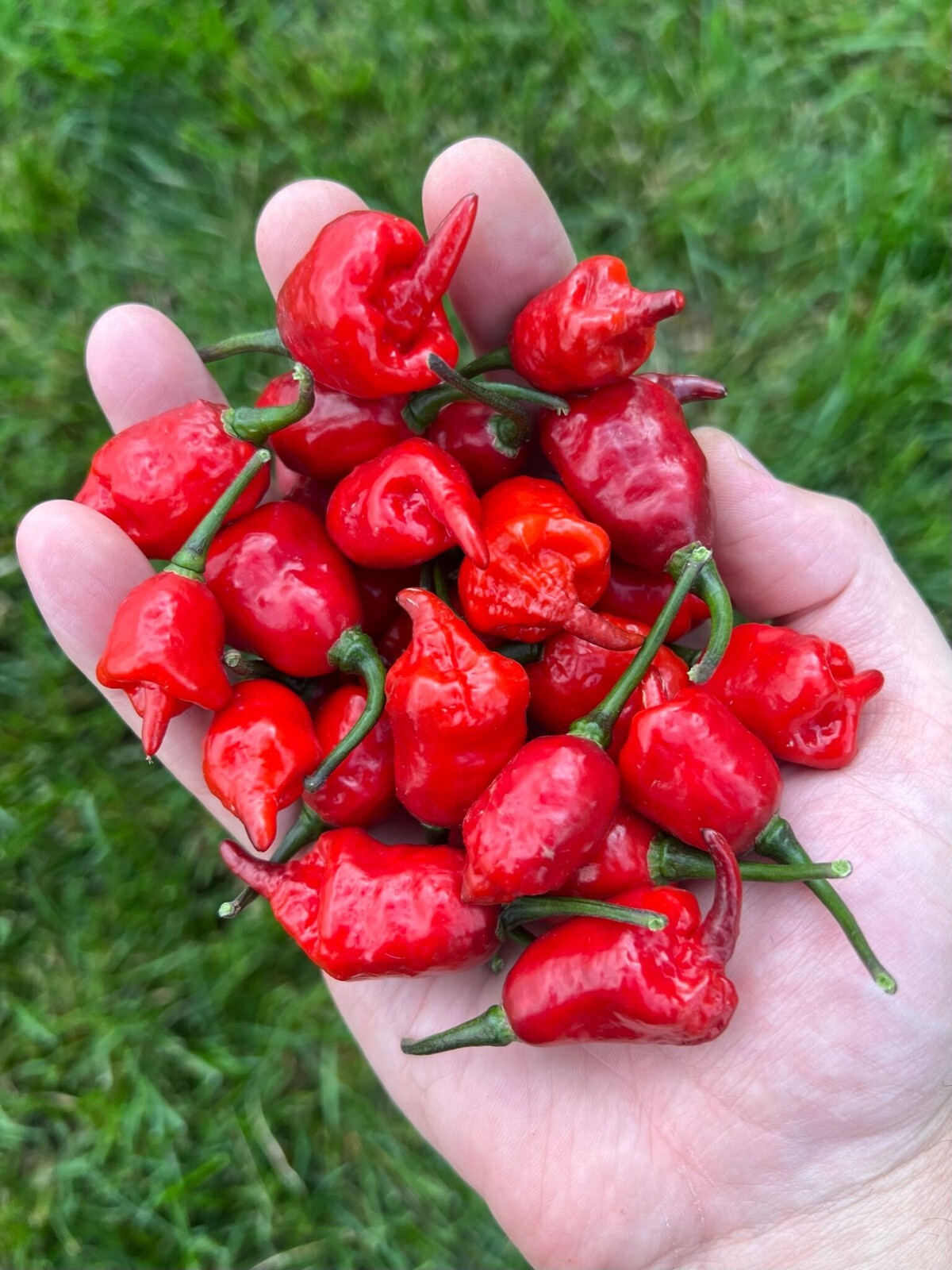 Mini Carolina Reaper Purple Red Pepper Seeds