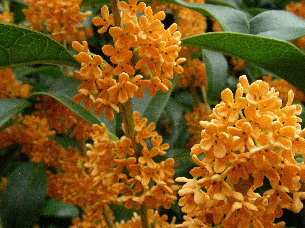 APRICOT ECHO Fragrant Tea Sweet Olive Osmanthus fragrans~~ Rooted Starter Plant
