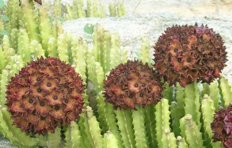 Caralluma Umbellata – Huge! Very rare – Plant WELL ROOTED! Healthy