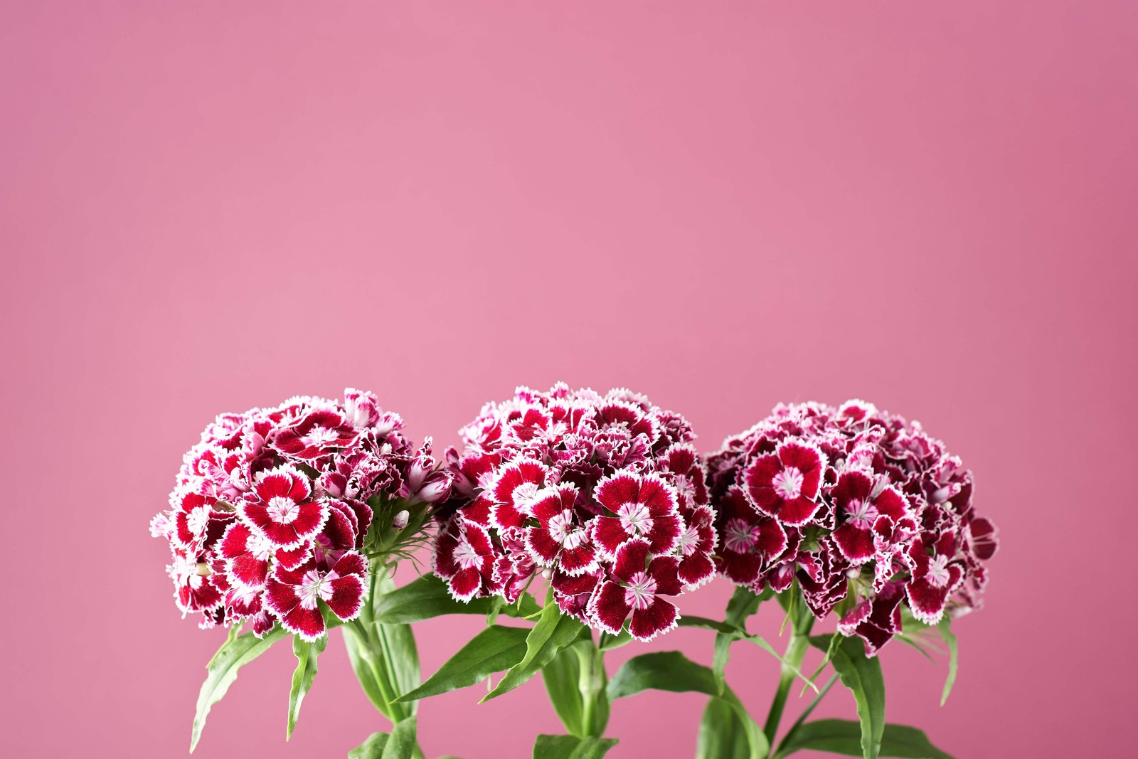 50 HOLBORN GLORY DIANTHUS Barbatus Red & White Flower Seeds *Flat S/H