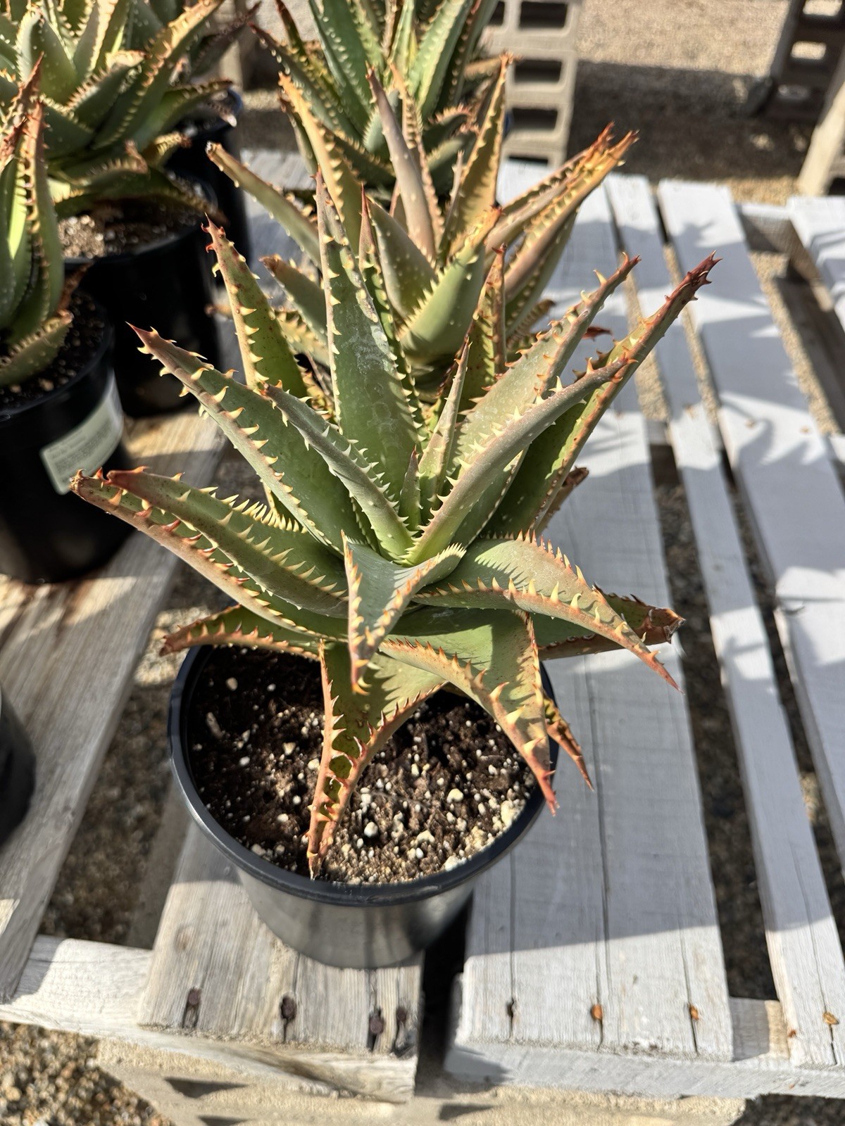 Aloe Allosaurus- 1 Gallon Pot