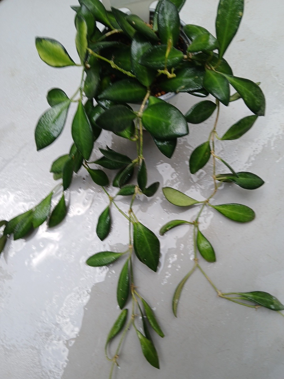#124- HOYA BURTONIAE VARIEGATED LIVE PLANTS, FULL POT PLANTS,