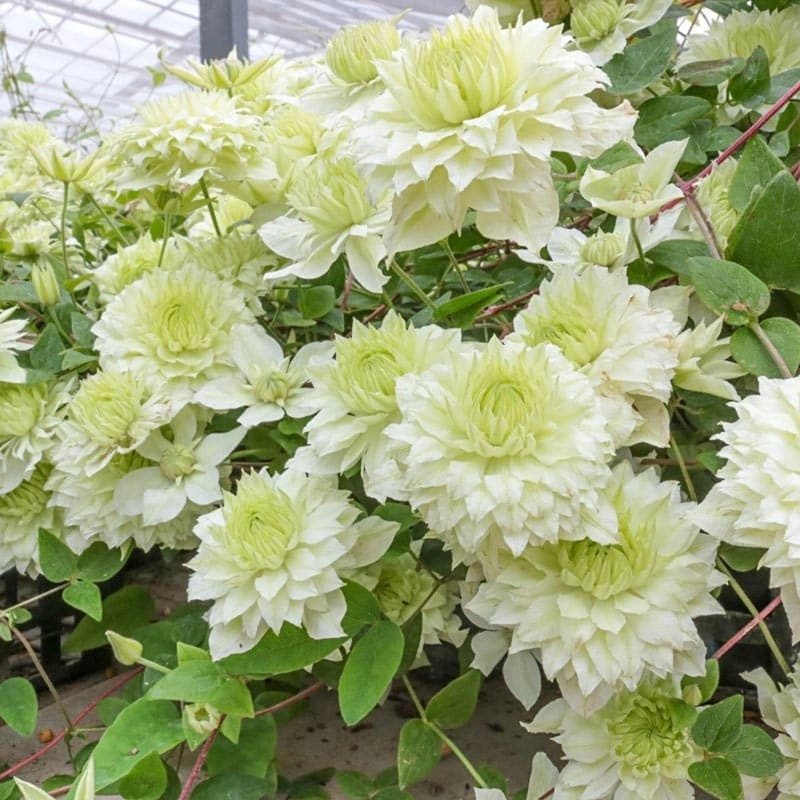 25 Clematis Seeds Flower Seed Perennial Flowers Vine “Double White”
