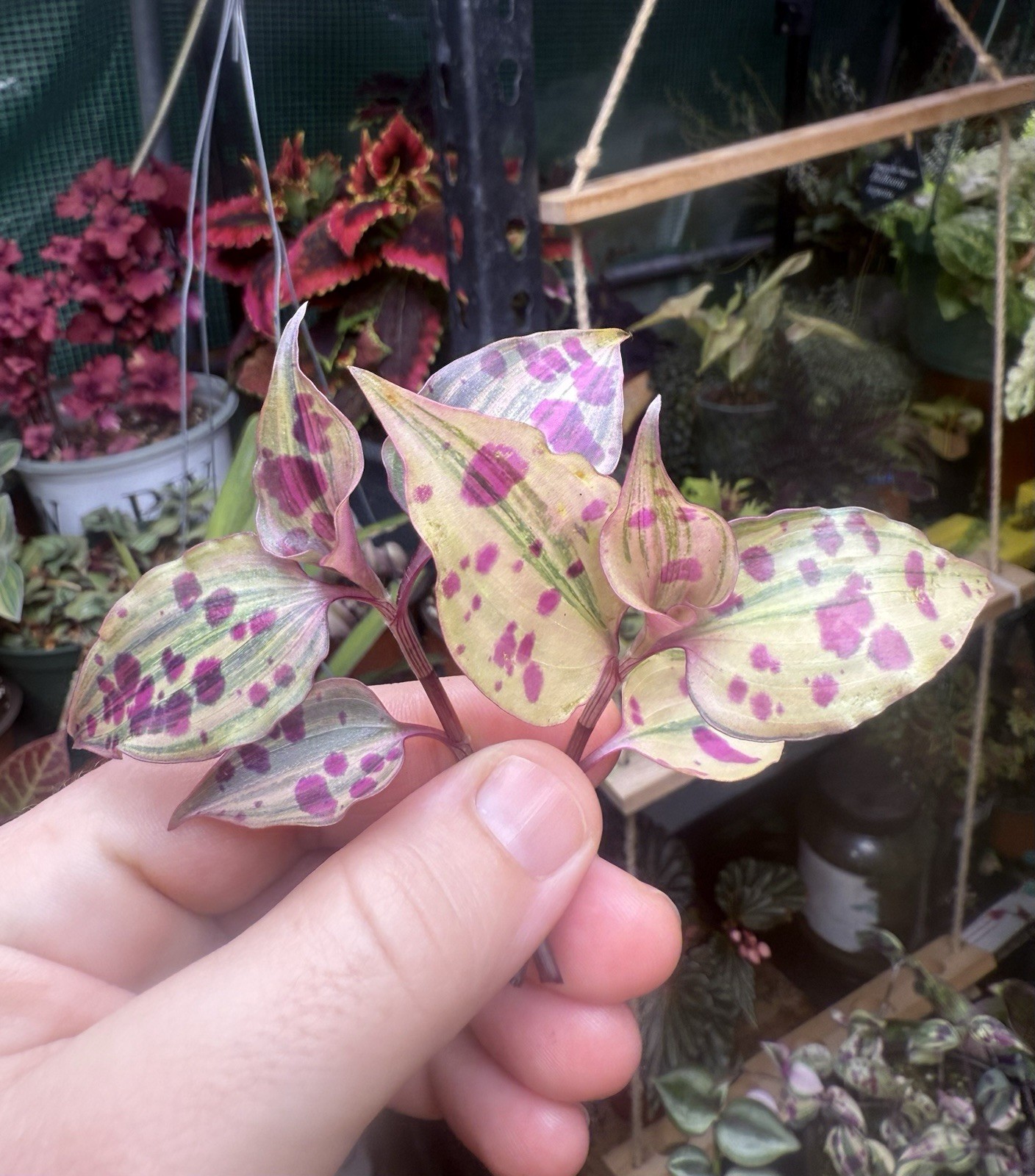 Tradescantia Tinantia Pringlei Variegata, RARE, 2 Cuttings, Fresh Cut