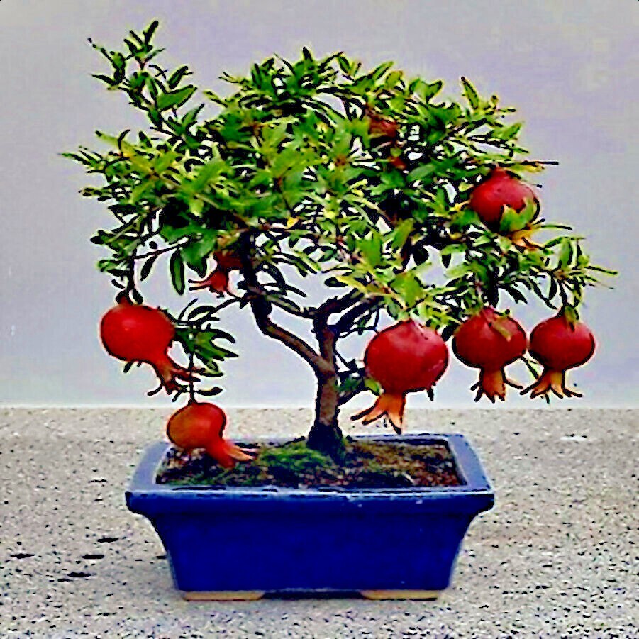 20 DWARF Pomegranate Tree Seeds (Punica granatum) Nana Garden Fruit House Plant