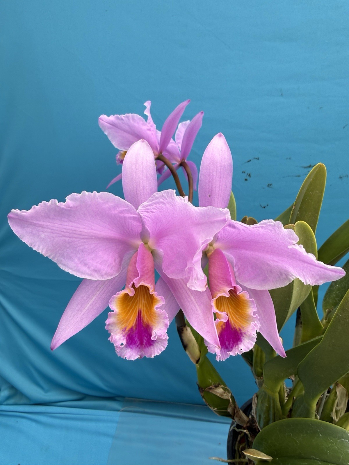 Cattleya gaskelliana ‘Elena’ X Self Species Orchid Eros 10” Pt 2 Sheaths + Bloom