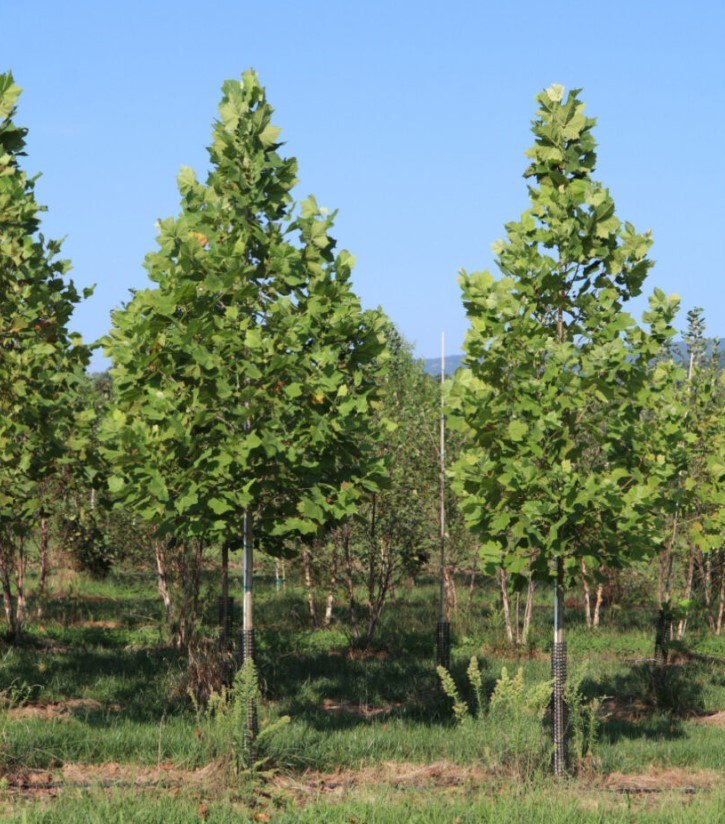 American Plane Tree – 6-12″ Tall – 4″ Pot – Platanus Occidentalis